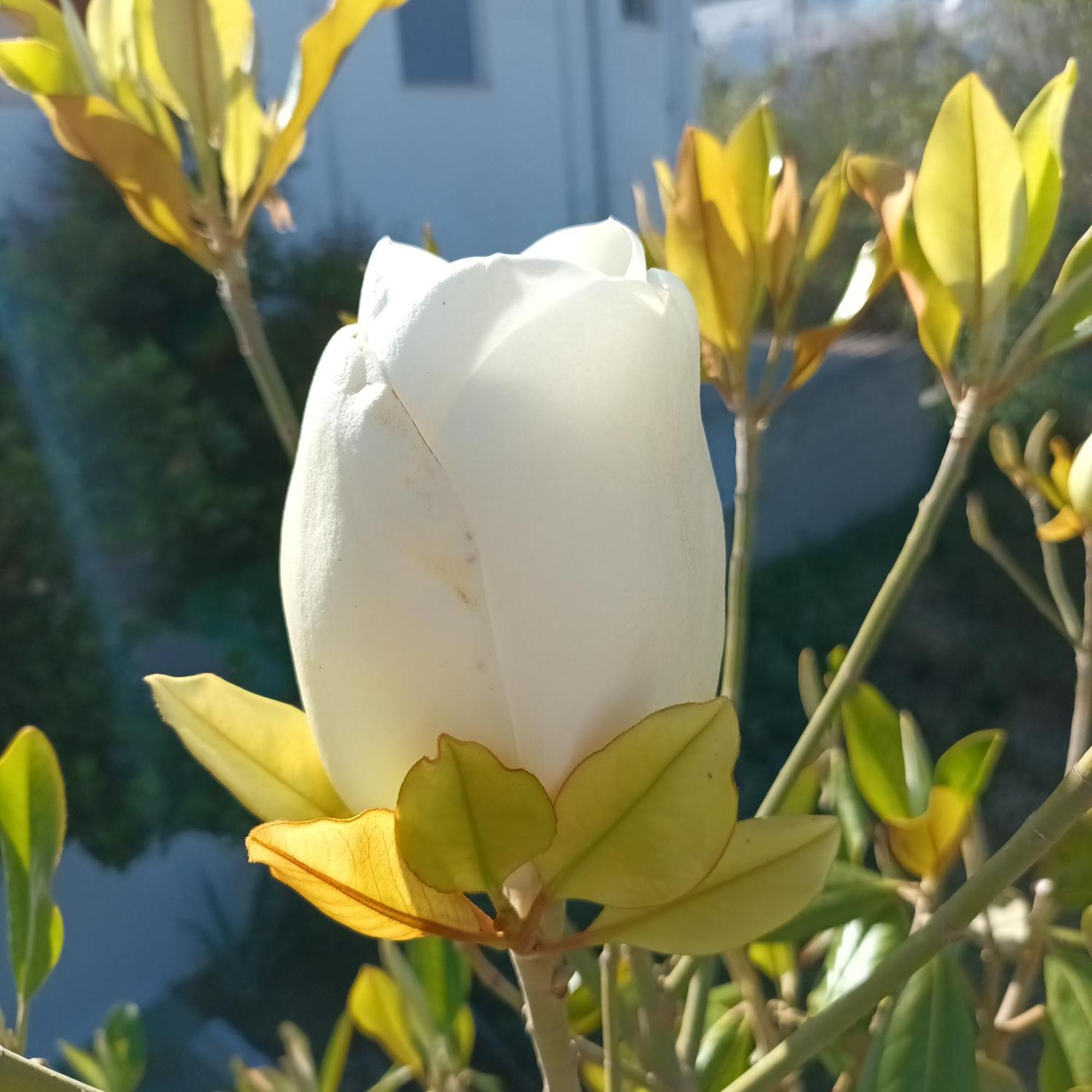 Appartamento Magnolia Senses Kini Camera foto